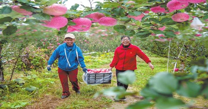 臨汾:全力應對連續降雨保障蘋果采收